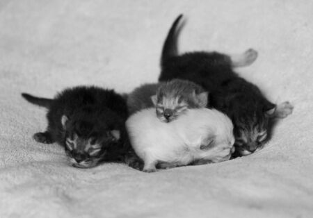 Adorable fur baby cats relaxes in the house, siberian breedの写真素材