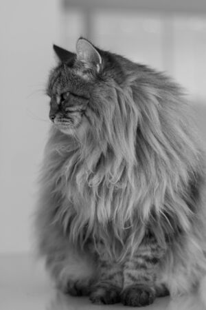 Beautiful brown cat of siberian breed relaxes in the houseの写真素材