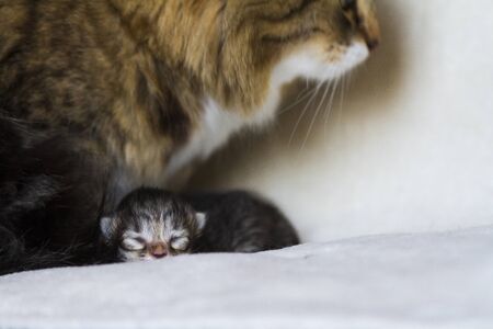Adorable fur baby cat relaxes with mom in the house, siberian breedの写真素材