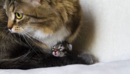 Adorable fur baby cat relaxes with mom in the house, siberian breedの写真素材