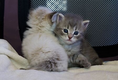 Adorable fur two baby cats relaxes in the house, siberian breedの写真素材