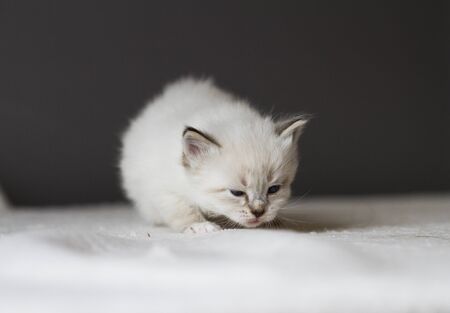 Adorable fur cat relaxes in the house, siberian breedの写真素材