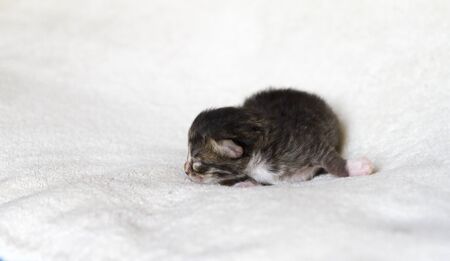 Adorable fur cat relaxes in the house, siberian breedの写真素材