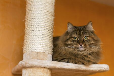 Adorable fur cat relaxes in the house, siberian breedの写真素材