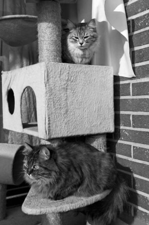 Adorable two fur cats relaxes in the house, siberian breedの写真素材