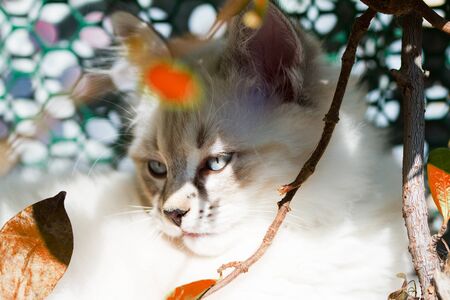 Cute kitten of siberian breed, domestic petの写真素材