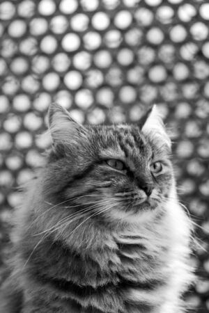 Cute kitten of siberian breed, domestic petの写真素材