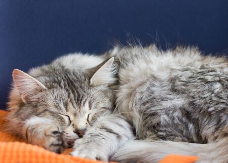 Siberian breed of cat relaxes in a garden. Hypoallergenic domestic animal of livestock with long hairの写真素材