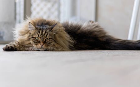 Siberian breed of cat relaxes in a garden. Hypoallergenic domestic animal of livestock with long hairの写真素材