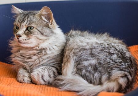 Long haired cat lying in relax in a garden, siberian breedの写真素材