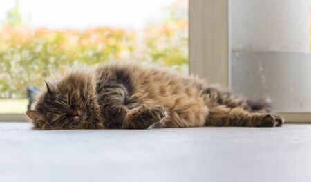 Siberian breed of cat relaxes in a garden. Hypoallergenic domestic animal of livestock with long hairの写真素材