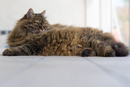 Long haired cat lying in relax in a garden, siberian breedの写真素材