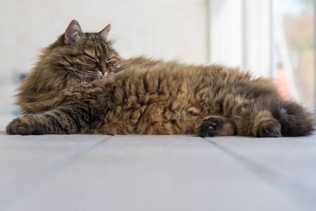 Long haired cat lying in relax in a garden, siberian breedの写真素材