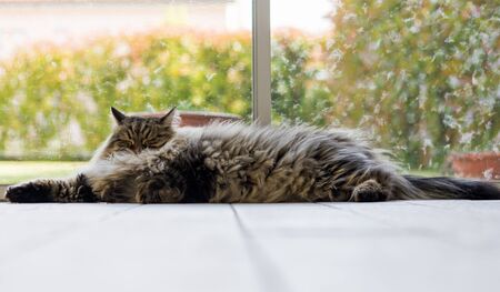 Siberian breed of cat relaxes in a garden. Hypoallergenic domestic animal of livestock with long hairの写真素材