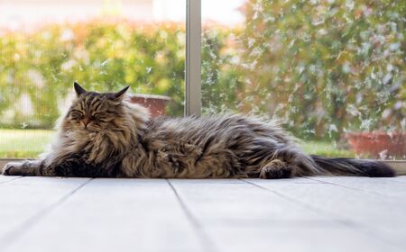Siberian breed of cat relaxes in a garden. Hypoallergenic domestic animal of livestock with long hairの写真素材