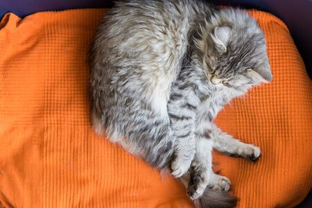 Siberian breed of cat relaxes in a garden. Hypoallergenic domestic animal of livestock with long hairの写真素材