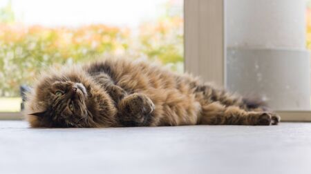 Siberian breed of cat relaxes in a garden. Hypoallergenic domestic animal of livestock with long hairの写真素材