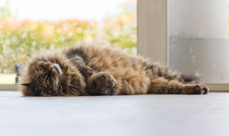 Siberian breed of cat relaxes in a garden. Hypoallergenic domestic animal of livestock with long hairの写真素材