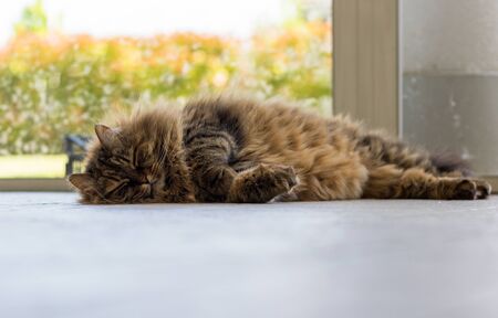 Siberian breed of cat relaxes in a garden. Hypoallergenic domestic animal of livestock with long hairの写真素材