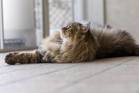 Siberian breed of cat relaxes in a garden. Hypoallergenic domestic animal of livestock with long hairの写真素材