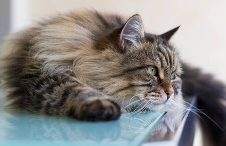 Long haired cat lying in relax in a garden, siberian breed male genderの写真素材