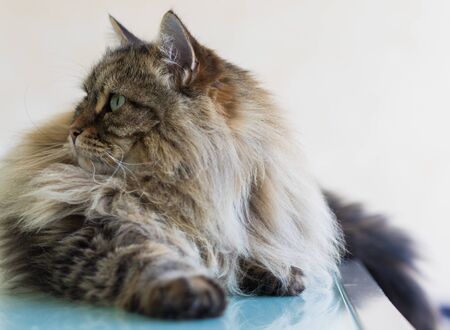 Long haired cat lying in relax in a garden, siberian breed male genderの写真素材