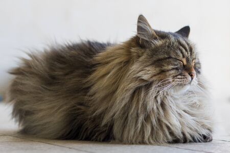 Long haired cat lying in relax in a garden, siberian breed brown tabby versionの写真素材