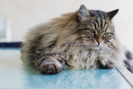 Long haired cat lying in relax in a garden, siberian breed male genderの写真素材