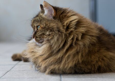 Haired cat lying in relax in a garden, siberian breed brown mackerel colorの写真素材