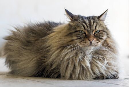 Long haired cat lying in relax in a garden, siberian breed brown tabby versionの写真素材