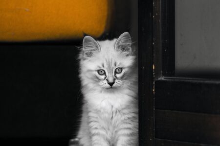 Cute kitten of siberian breed, domestic petの写真素材