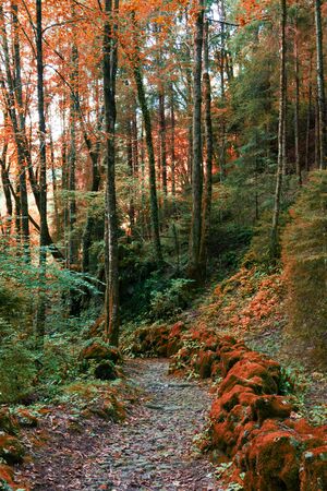 Alpine nature with the colors of autumnの写真素材