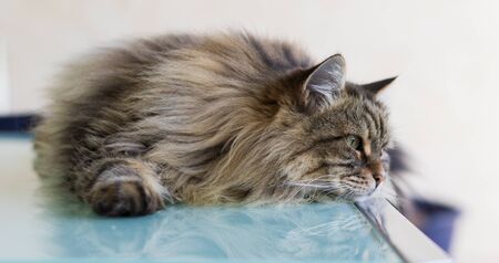 Long haired cat lying in relax in a garden, siberian breed male genderの写真素材