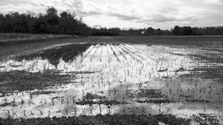 flooded field after a storm with the sky reflected in the water