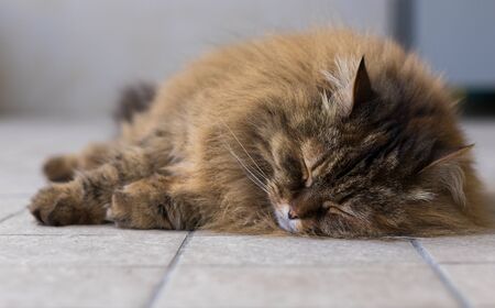 Haired cat lying in relax in a garden, siberian breed brown mackerel colorの写真素材
