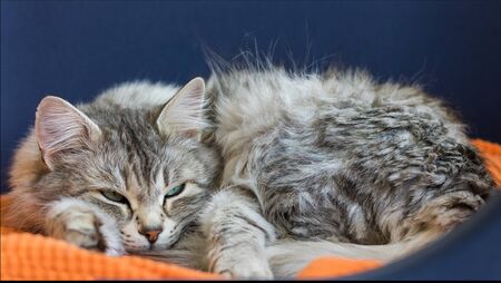 Long haired cat lying in relax in a garden, siberian breed silver colorの写真素材