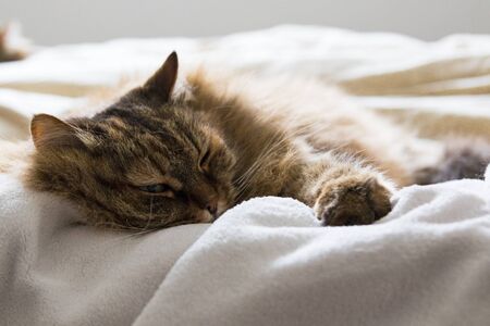 Haired cat lying in relax on the bed, siberian breed femaleの写真素材
