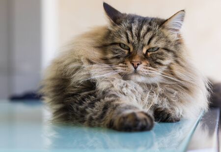 Long haired cat lying in relax in a garden, siberian breed male genderの写真素材