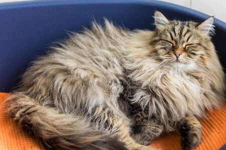 Cute male cat with brown tabby hair in relax timeの写真素材