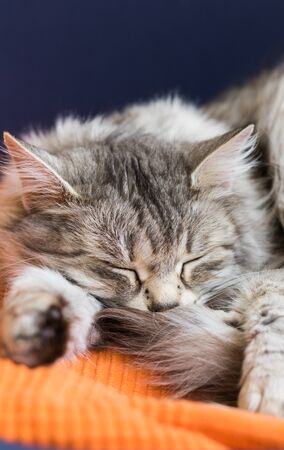 Cute female cat with silver hair relaxes in a gardenの写真素材