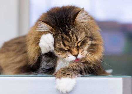 Cute female cat with brown and white hair in cleaning timeの写真素材