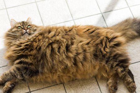Cute female cat with brown mackerel hair in relax timeの写真素材