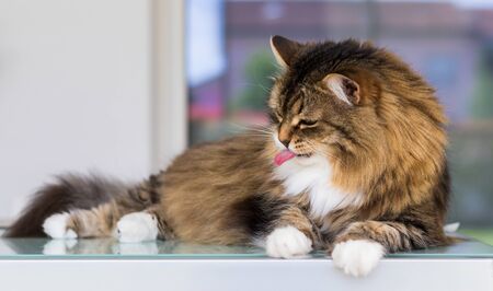 Cute female cat with brown and white hair in relax timeの写真素材