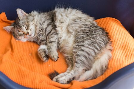 Cute female cat with silver hair relaxes in a gardenの写真素材