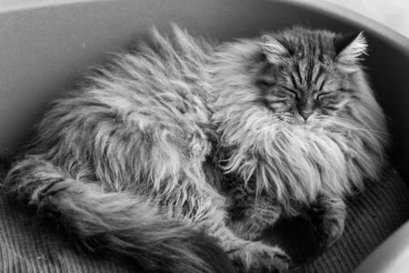 Cute male cat with brown tabby hair in relax timeの写真素材