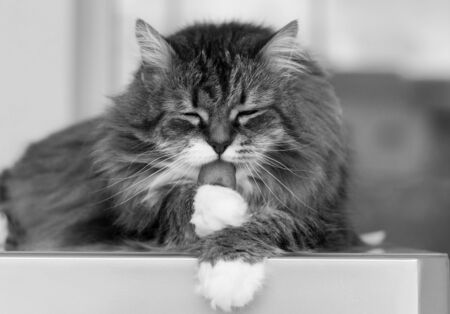 Cute female cat with brown and white hair in cleaning timeの写真素材