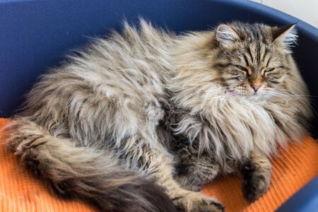 Cute male cat with brown tabby hair in relax timeの写真素材