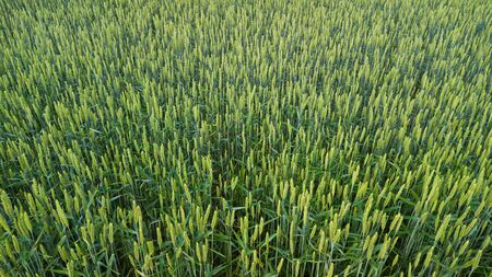 field of green ears of corn in springの写真素材