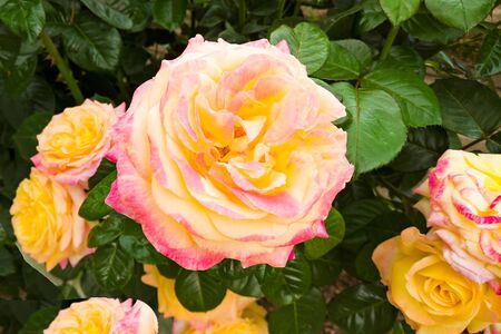 Beautiful roses in a garden in summer timeの写真素材