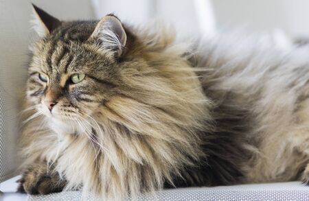 Beautiful long haired cat in relax on a garden chair, siberian breedの写真素材